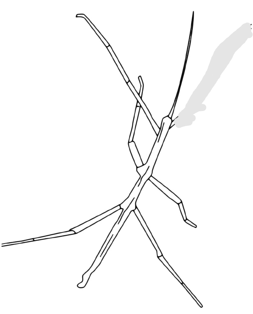Scomparsa Stecca, la mascotte de Le&nbsp;Cose