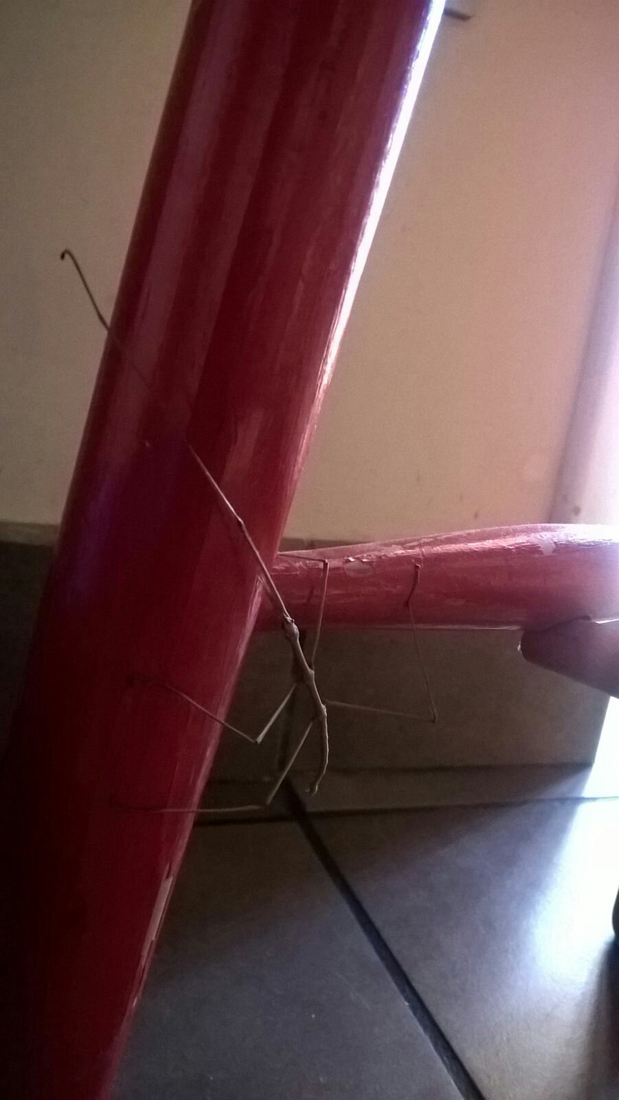 Stecca rintracciata presso la dogana di&nbsp;Ventimiglia