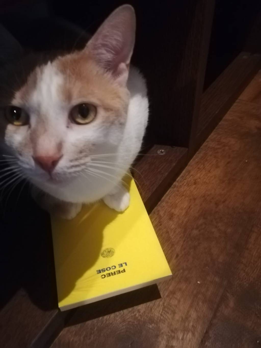 Le Cose – Bibliografia&nbsp;essenziale