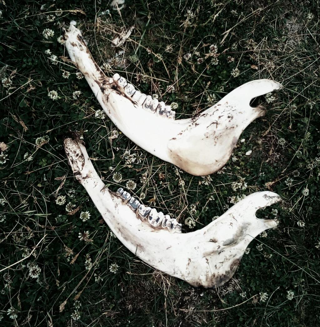 Aforismi, numero speciale