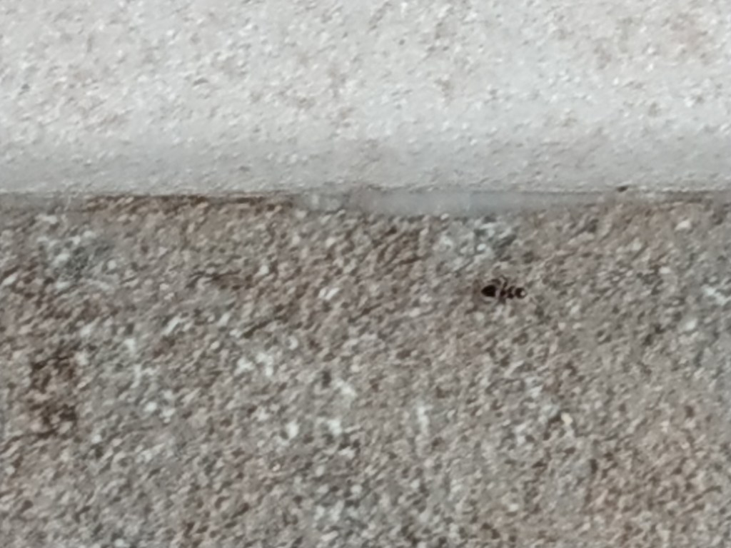 Aforismi, numero ulteriore